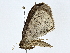  (ennoMalaise01 Malaise9594 - BIOUG70301-G11)  @11 [ ] CreativeCommons - Attribution (2022) CBG Photography Group Centre for Biodiversity Genomics