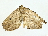  ( - BIOUG70303-A03)  @11 [ ] CreativeCommons - Attribution (2022) CBG Photography Group Centre for Biodiversity Genomics
