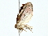  (elachMalaise1920 - BIOUG70303-A08)  @11 [ ] CreativeCommons - Attribution (2022) CBG Photography Group Centre for Biodiversity Genomics