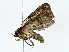  ( - BIOUG76534-D08)  @11 [ ] CreativeCommons - Attribution (2022) CBG Photography Group Centre for Biodiversity Genomics