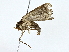  ( - BIOUG76534-D09)  @11 [ ] CreativeCommons - Attribution (2022) CBG Photography Group Centre for Biodiversity Genomics