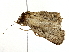  ( - BIOUG76534-E02)  @11 [ ] CreativeCommons - Attribution (2022) CBG Photography Group Centre for Biodiversity Genomics