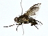  (tachMalaise1509 - BIOUG76535-E06)  @11 [ ] CreativeCommons - Attribution (2022) CBG Photography Group Centre for Biodiversity Genomics