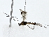  ( - BIOUG76536-E11)  @11 [ ] CreativeCommons - Attribution (2022) CBG Photography Group Centre for Biodiversity Genomics