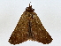  ( - BIOUG76536-F07)  @11 [ ] CreativeCommons - Attribution (2022) CBG Photography Group Centre for Biodiversity Genomics