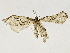  ( - BIOUG80135-F01)  @11 [ ] CreativeCommons - Attribution (2022) CBG Photography Group Centre for Biodiversity Genomics