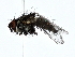  ( - BIOUG80705-E09)  @11 [ ] CreativeCommons - Attribution (2022) CBG Photography Group Centre for Biodiversity Genomics