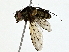  ( - BIOUG80706-D02)  @11 [ ] CreativeCommons - Attribution (2022) CBG Photography Group Centre for Biodiversity Genomics