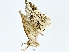  ( - BIOUG80706-F09)  @11 [ ] CreativeCommons - Attribution (2022) CBG Photography Group Centre for Biodiversity Genomics