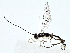 (Joppa Wahl01 - BIOUG80707-F09)  @11 [ ] CreativeCommons - Attribution (2022) CBG Photography Group Centre for Biodiversity Genomics