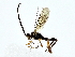  (Coelichneumon Malaise2940 - BIOUG80708-D09)  @13 [ ] CreativeCommons - Attribution (2022) CBG Photography Group Centre for Biodiversity Genomics