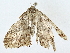  ( - BIOUG80708-G11)  @11 [ ] CreativeCommons - Attribution (2022) CBG Photography Group Centre for Biodiversity Genomics