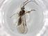 (Zonopimpla Malaiase4135 - BIOUG81501-F06)  @11 [ ] CreativeCommons - Attribution (2022) Centre for Biodiversity Genomics Centre for Biodiversity Genomics