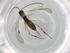  (Zonopimpla Malaiase8639 - BIOUG84363-H01)  @11 [ ] CreativeCommons - Attribution (2022) Centre for Biodiversity Genomics Centre for Biodiversity Genomics