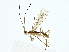  ( - BIOUG85295-A09)  @11 [ ] CreativeCommons - Attribution (2022) CBG Photography Group Centre for Biodiversity Genomics