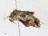  ( - CBG-A16692-A08)  @11 [ ] CreativeCommons - Attribution Share - Alike (2023) CBG Photography Group Centre for Biodiversity Genomics