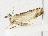  (scopaMalaise01 - CBG-A16692-B10)  @11 [ ] CreativeCommons - Attribution Share - Alike (2023) CBG Photography Group Centre for Biodiversity Genomics