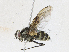  ( - CBG-A16692-D05)  @11 [ ] CreativeCommons - Attribution Share - Alike (2023) CBG Photography Group Centre for Biodiversity Genomics