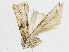 (scopaBioLep01 BioLep4634 - CBG-A16692-F06)  @11 [ ] CreativeCommons - Attribution Share - Alike (2023) CBG Photography Group Centre for Biodiversity Genomics