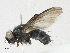  (Phytomyptera Malaise4311 - CBG-A16692-F09)  @11 [ ] CreativeCommons - Attribution Share - Alike (2023) CBG Photography Group Centre for Biodiversity Genomics