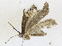  ( - CBG-A16704-B05)  @11 [ ] CreativeCommons - Attribution Share - Alike (2023) CBG Photography Group Centre for Biodiversity Genomics