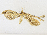  (Psaliodes aurativenaDHJ02 - CBG-A16705-C10)  @11 [ ] CreativeCommons - Attribution Share - Alike (2023) CBG Photography Group Centre for Biodiversity Genomics