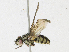  ( - CBG-A16705-F11)  @11 [ ] CreativeCommons - Attribution Share - Alike (2023) CBG Photography Group Centre for Biodiversity Genomics
