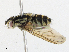  ( - CBG-A16705-G01)  @11 [ ] CreativeCommons - Attribution Share - Alike (2023) CBG Photography Group Centre for Biodiversity Genomics