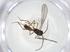  (Dinotrema Malaise1082 - CBG-A17441-G09)  @11 [ ] CreativeCommons - Attribution Share - Alike (2023) Centre for Biodiversity Genomics Centre for Biodiversity Genomics
