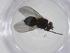  (Chaetostigmoptera Malaise9142 - CBG-A19669-F04)  @11 [ ] CreativeCommons - Attribution Share - Alike (2023) Centre for Biodiversity Genomics Centre for Biodiversity Genomics