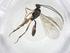  (phygaJanzen01 Malaise3564 - CBG-A19675-B12)  @11 [ ] CreativeCommons - Attribution Share - Alike (2023) Centre for Biodiversity Genomics Centre for Biodiversity Genomics