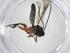  (Plectiscidea Malaise3058 - CBG-A19686-H07)  @11 [ ] CreativeCommons - Attribution Share - Alike (2023) Centre for Biodiversity Genomics Centre for Biodiversity Genomics