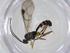  (Plectiscidea Malaise1453 - CBG-A19702-D10)  @11 [ ] CreativeCommons - Attribution Share - Alike (2023) Centre for Biodiversity Genomics Centre for Biodiversity Genomics