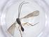  ( - CBG-A19703-E10)  @11 [ ] CreativeCommons - Attribution Share - Alike (2023) Centre for Biodiversity Genomics Centre for Biodiversity Genomics
