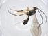  (Zonopimpla Malaiase6835 - CBG-A20186-G11)  @11 [ ] CreativeCommons - Attribution Share - Alike (2023) Centre for Biodiversity Genomics Centre for Biodiversity Genomics
