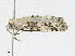  ( - CBG-A21657-A05)  @11 [ ] CreativeCommons - Attribution Share - Alike (2023) CBG Photography Group Centre for Biodiversity Genomics