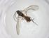  (Stiropius Malaise7544 - CBG-A47544-A06)  @11 [ ] CreativeCommons - Attribution Share - Alike (2024) Centre for Biodiversity Genomics Centre for Biodiversity Genomics