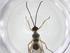  (Glyptapanteles Malaise2296 - CBG-A47544-H02)  @11 [ ] CreativeCommons - Attribution Share - Alike (2024) Centre for Biodiversity Genomics Centre for Biodiversity Genomics