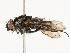  ( - CBG-A51932-A09)  @11 [ ] CreativeCommons - Attribution Share - Alike (2024) CBG Photography Group Centre for Biodiversity Genomics