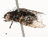  ( - CBG-A51933-C02)  @11 [ ] CreativeCommons - Attribution Share - Alike (2024) CBG Photography Group Centre for Biodiversity Genomics