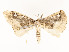  ( - CBG-A51933-D12)  @11 [ ] CreativeCommons - Attribution Share - Alike (2024) CBG Photography Group Centre for Biodiversity Genomics
