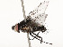  (Eulasiona malaise0090 - CBG-A51933-E10)  @11 [ ] CreativeCommons - Attribution Share - Alike (2024) CBG Photography Group Centre for Biodiversity Genomics