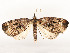  ( - CBG-A51933-F11)  @11 [ ] CreativeCommons - Attribution Share - Alike (2024) CBG Photography Group Centre for Biodiversity Genomics