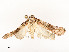 ( - CBG-A51965-A09)  @11 [ ] CreativeCommons - Attribution Share - Alike (2024) CBG Photography Group Centre for Biodiversity Genomics