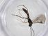  (Plectiscidea Malaise7654 - CBG-A53007-D09)  @11 [ ] CreativeCommons - Attribution Share - Alike (2024) Centre for Biodiversity Genomics Centre for Biodiversity Genomics