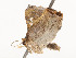  ( - CBG-A53668-C06)  @11 [ ] CreativeCommons - Attribution Share - Alike (2024) CBG Photography Group Centre for Biodiversity Genomics