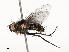  (Patelloa Malaise0451 - CBG-A53668-E02)  @11 [ ] CreativeCommons - Attribution Share - Alike (2024) CBG Photography Group Centre for Biodiversity Genomics