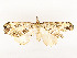  ( - CBG-A54465-A03)  @11 [ ] CreativeCommons - Attribution Share - Alike (2024) CBG Photography Group Centre for Biodiversity Genomics
