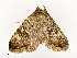  ( - CBG-A54465-A10)  @11 [ ] CreativeCommons - Attribution Share - Alike (2024) CBG Photography Group Centre for Biodiversity Genomics