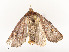  ( - CBG-A54465-A12)  @11 [ ] CreativeCommons - Attribution Share - Alike (2024) CBG Photography Group Centre for Biodiversity Genomics